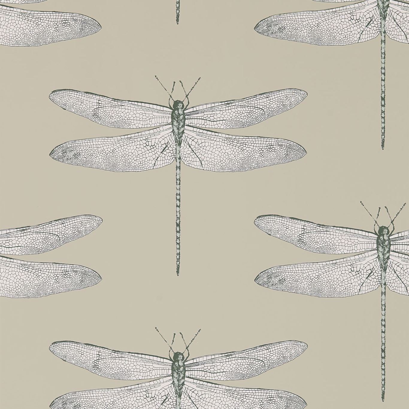 Demoiselle 111241